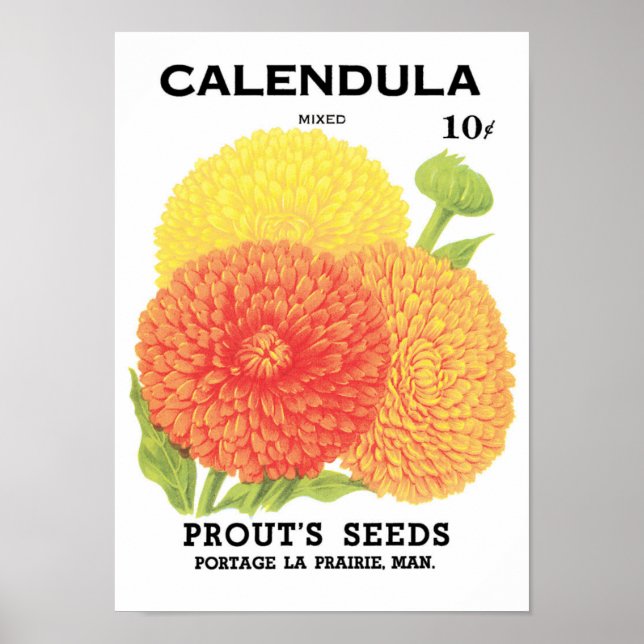 Vintages Saatgutpackungs-Label Art, Calendula-Blum Poster (Vorne)