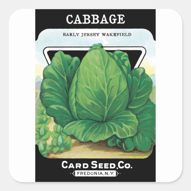 Vintages Saatgutpackungs-Label Art, grüner Kohl Quadratischer Aufkleber (Vorderseite)