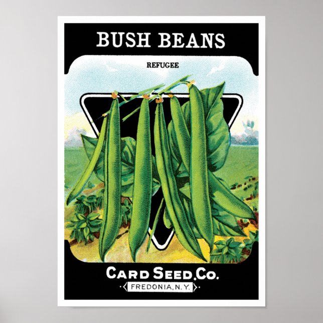 Vintages Saatgutverpackungs-Label Art, Bush Bean V Poster (Vorne)