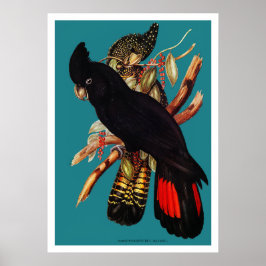 Vintages Schwarzes Cockatoo | Elizabeth Gould 1800 Poster