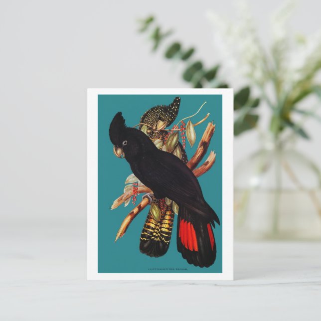 Vintages Schwarzes Cockatoo | Elizabeth Gould Pos Postkarte (Stehend Vorderseite)