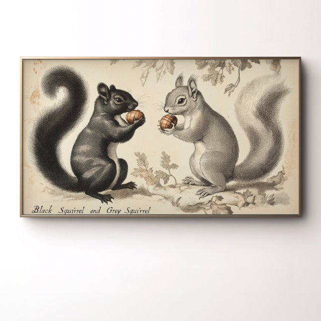 Vintages Schwarzes Eichhörnchen und Grauhörnchen Poster (Von Creator hochgeladen)