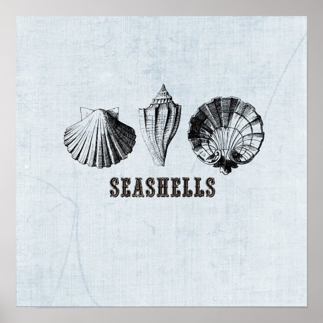 Vintages Seashells Illustration Poster (Vorne)
