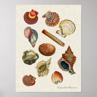 Vintages Seashells-Poster mit hoher Auflösung Poster
