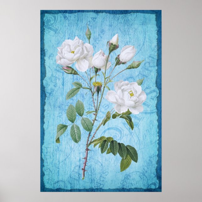 Vintages Shabby Chic Weißrosen Blauholz Poster (Vorne)