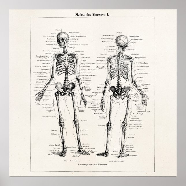 Vintages Skelett menschliche Anatomie Knochenknoch Poster (Vorne)