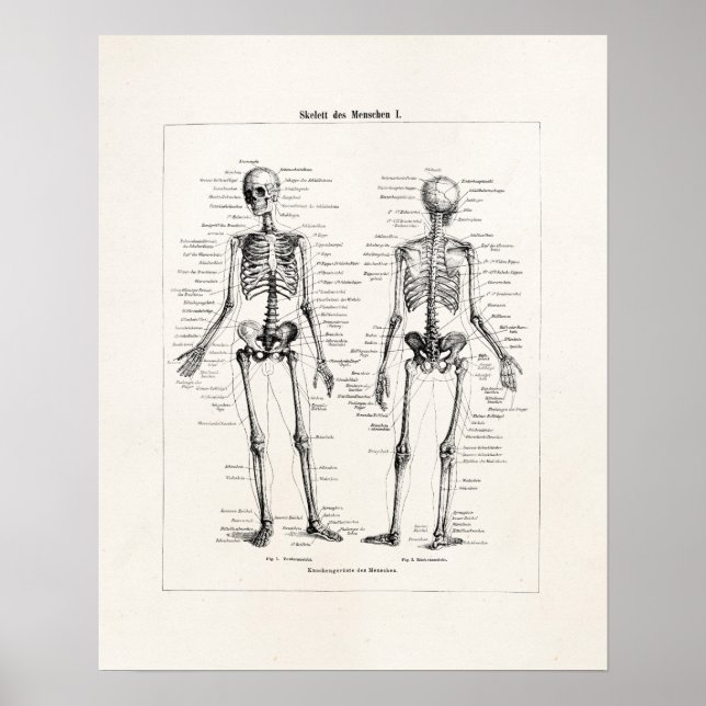 Vintages Skelett menschliche Anatomie Knochenknoch Poster (Vorne)
