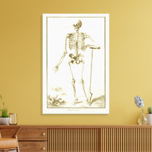 Vintages Skelett, menschliche Anatomie von Denis D Leinwanddruck