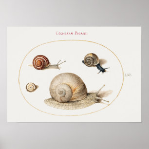 Vintages Snails Poster