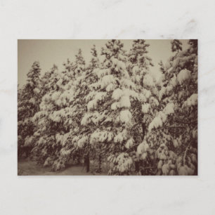 Vintages Snowscape, Conifer, CO Postkarte
