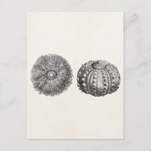Vintages Spiny Sea Urchin Antike Vorlage Postkarte