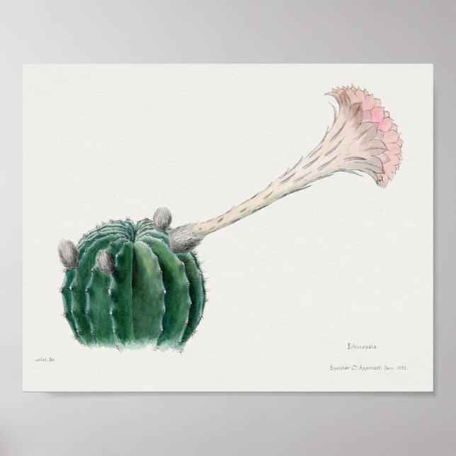 Vintages Sukkulent Illustrations-Poster Poster (Vorne)