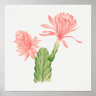 Vintages Sukkulent Illustrations-Poster Poster