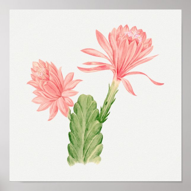 Vintages Sukkulent Illustrations-Poster Poster (Vorne)