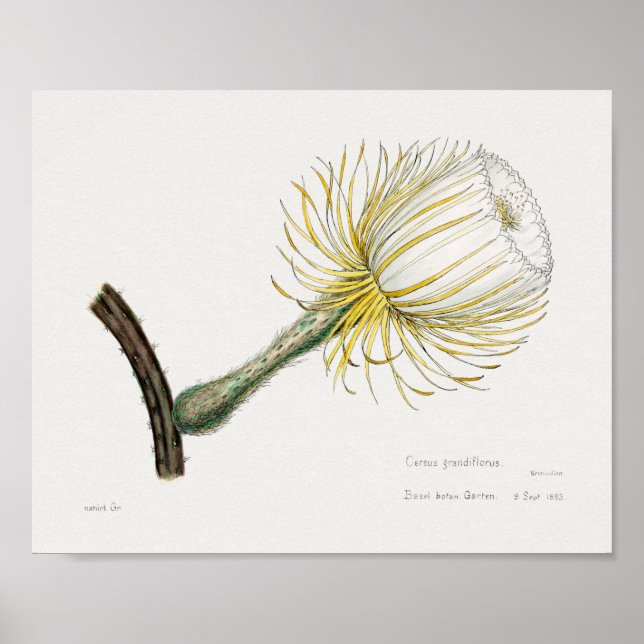 Vintages Sukkulent Illustrations-Poster Poster (Vorne)