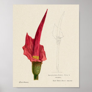 Vintages Sukkulent Illustrations-Poster Poster