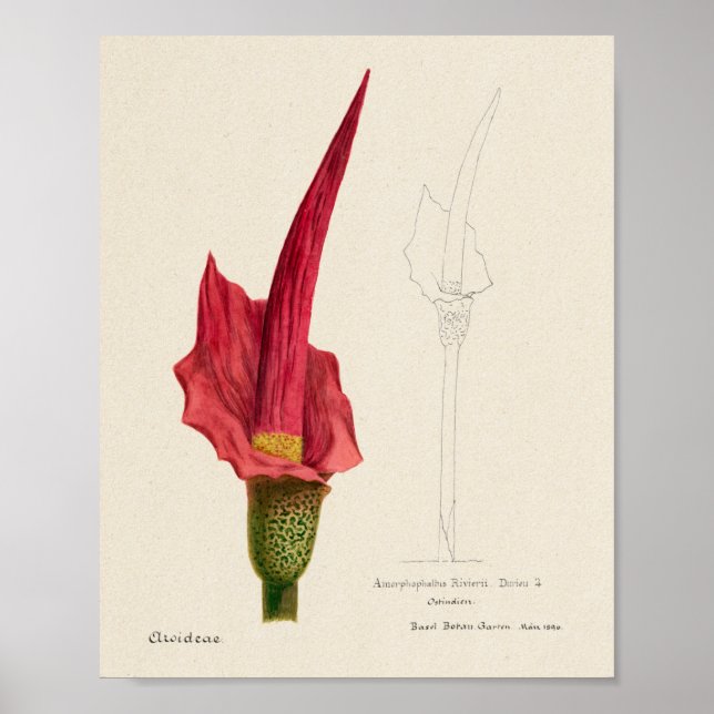 Vintages Sukkulent Illustrations-Poster Poster (Vorne)