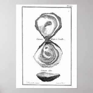 Vintages Tierplakat - Auster Poster
