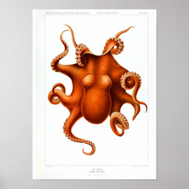 Vintages Tierposter - Octopus Poster (Vorne)