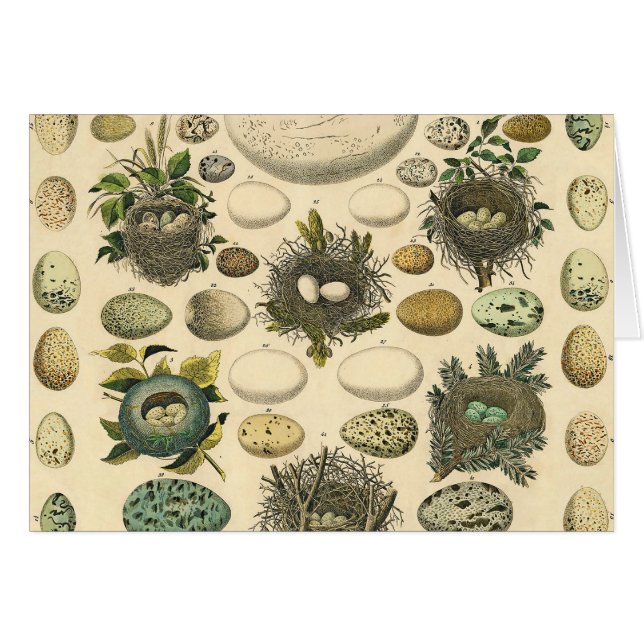Vintages Vogeleier Nest Malereieier (Vorderseite (Horizontal))