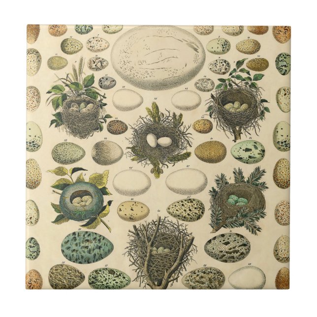 Vintages Vogeleier Nest Malereieier Fliese (Vorderseite)