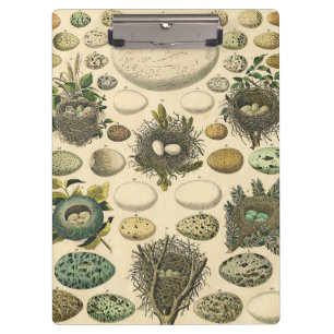 Vintages Vogeleier Nest Malereieier Klemmbrett