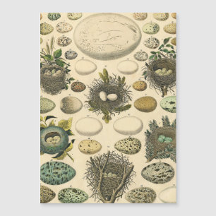 Vintages Vogeleier Nest Malereieier Magnetkarte