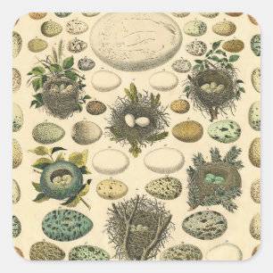 Vintages Vogeleier Nest Malereieier Quadratischer Aufkleber