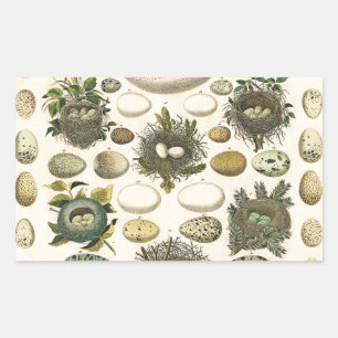 Vintages Vogeleier Nest Malereieier Rechteckiger Aufkleber