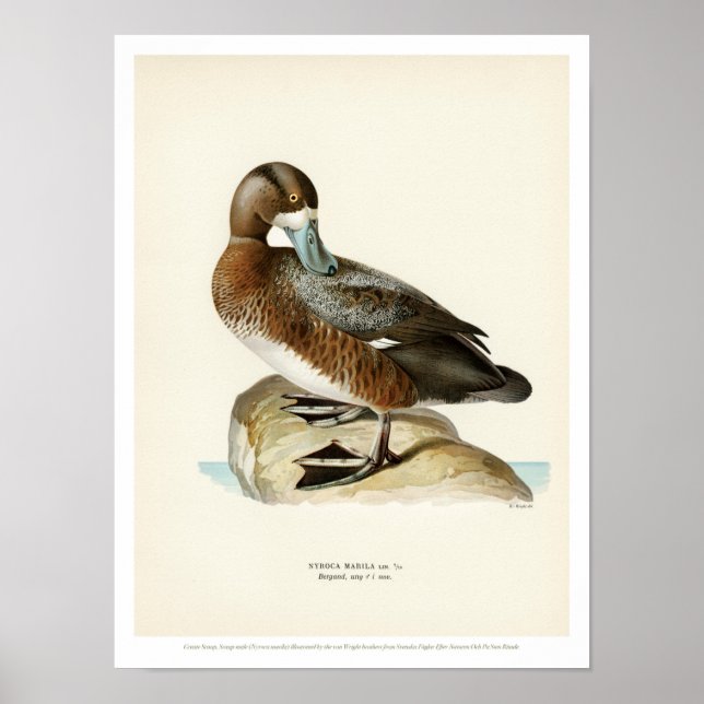 Vintages Vogelposter - Größere Überprüfung Poster (Vorne)