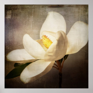 Vintages Weißes Magnolia Bäume Blume Braun Poster