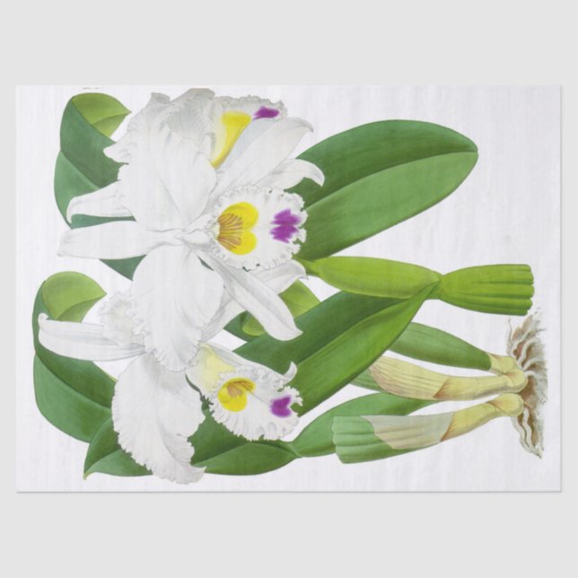 Vintages Weißes Orchideen-Blume-Tissue Paper Seidenpapier (Vorderseite)