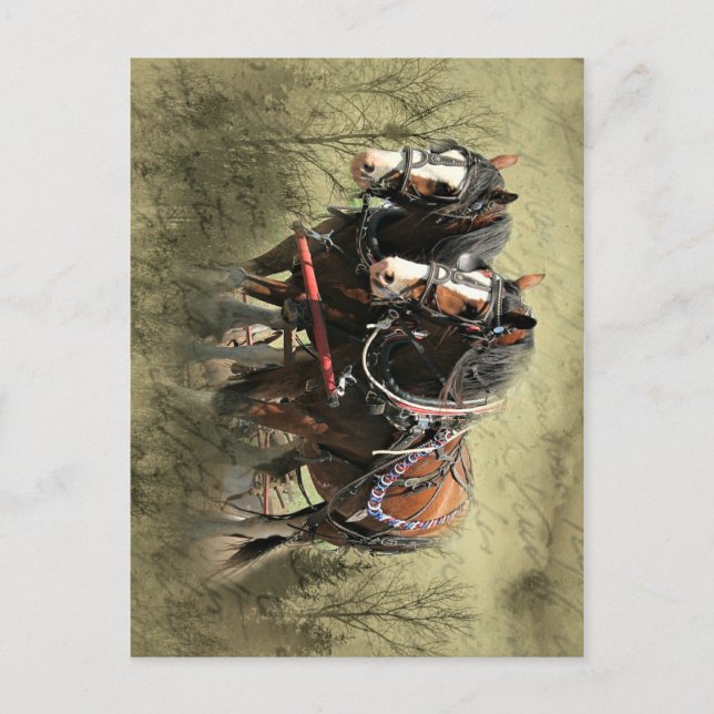 Vintages Wetter Clydesdale Postkarte (Vorderseite)