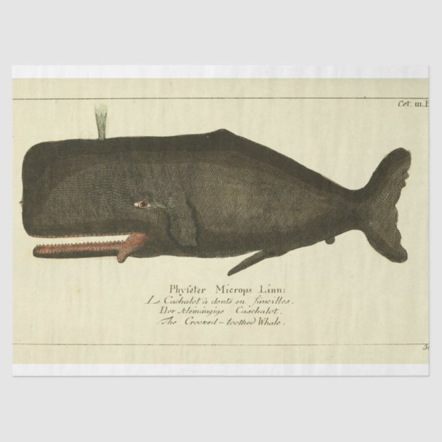 Vintages Whale Script Ephemera Decoupage Nautic Seidenpapier (Vorderseite)
