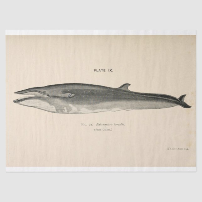 Vintages Whale Script Ephemera Decoupage Nautic Seidenpapier (Vorderseite)