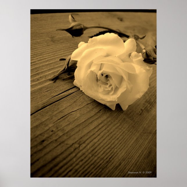 Vintages White Rose Sepia Poster (Vorne)