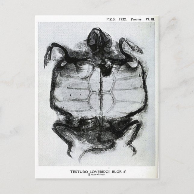 Vintages X-Ray der Schildkröte Postkarte (Vorderseite)