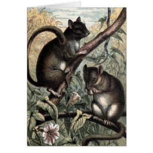 Vintages Zeichnen: Der Dormouse