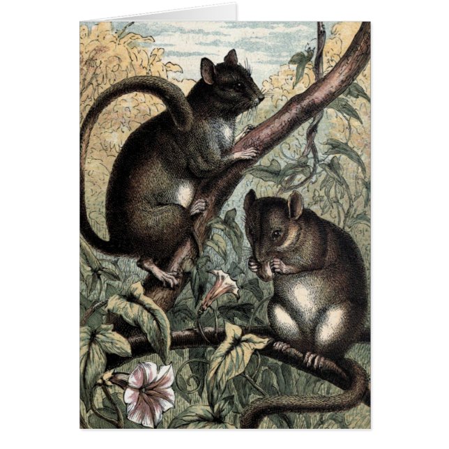 Vintages Zeichnen: Der Dormouse (Vorne)