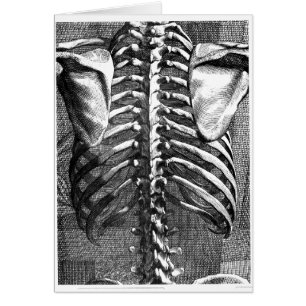 Vintages Zeichnen eines Dorns und des ribcage