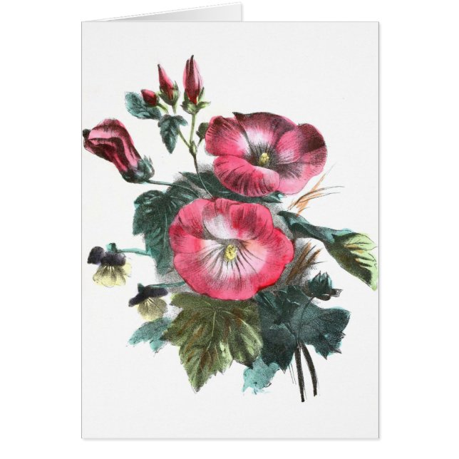 Vintages Zeichnen: Rote Malve (Vorne)