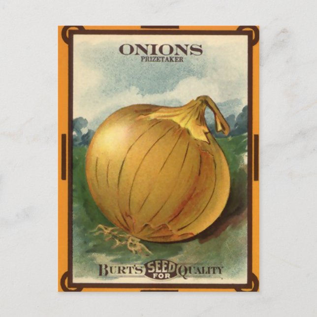 Vintages Zwiebelfutter Postkarte (Vorderseite)