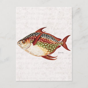 Vintagezeichnung von Opah, tropischem Sportfisch a Postkarte
