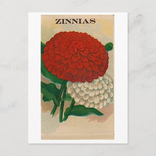 vintnia seed packet postcard postkarte (Vorderseite)