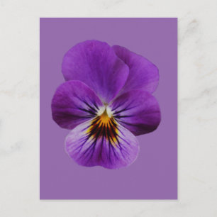 Viola Blume Postcard Postkarte