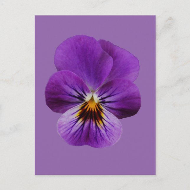 Viola Blume Postcard Postkarte (Vorderseite)