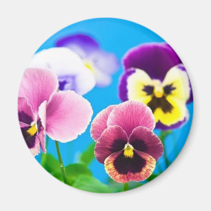 Viola-Blumen Magnet