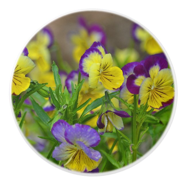 Viola Keramik Knob Keramikknauf (Vorderseite)