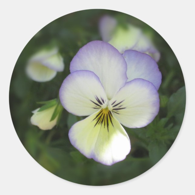 Viola Pansy ~ Lavender Cream Runder Aufkleber (Vorderseite)