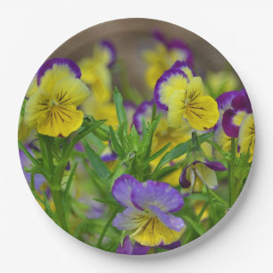 Viola Papierplatte Pappteller